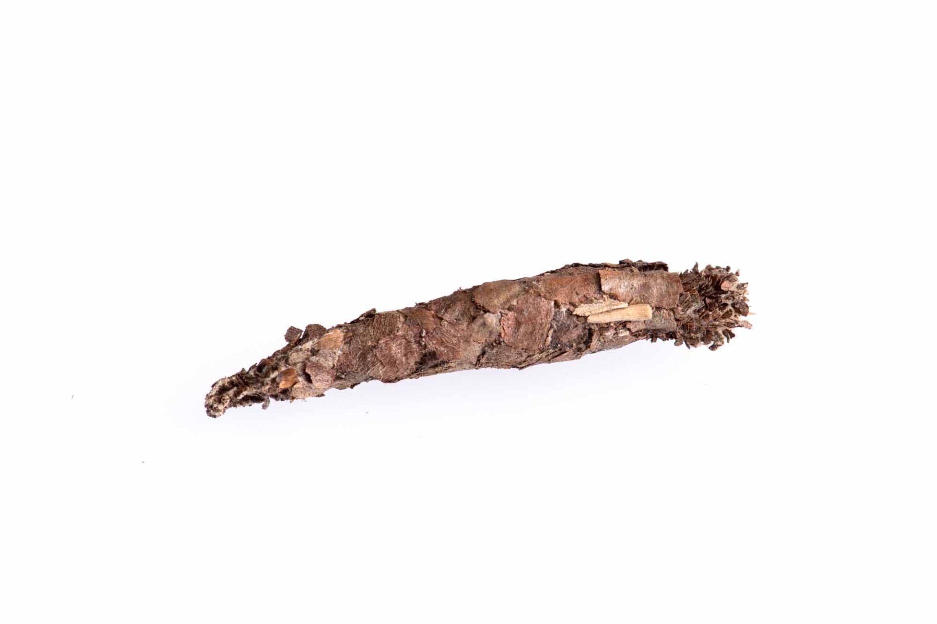 ミノガ科まとめ 蓑蛾図鑑 ミノムシ図鑑 | 昆虫写真図鑑 ムシミル