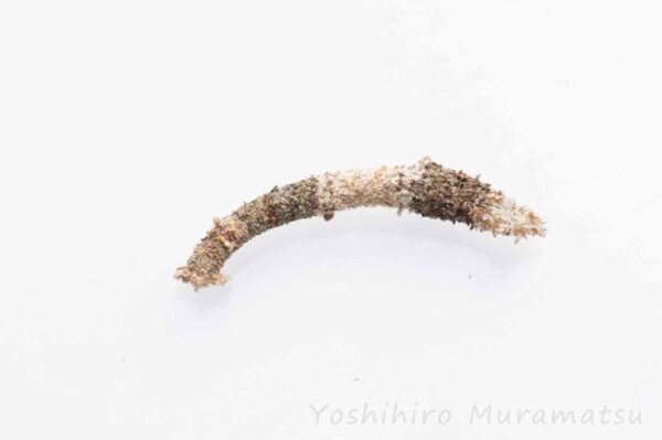 ミノガ科まとめ 蓑蛾図鑑 ミノムシ図鑑 | 昆虫写真図鑑 ムシミル