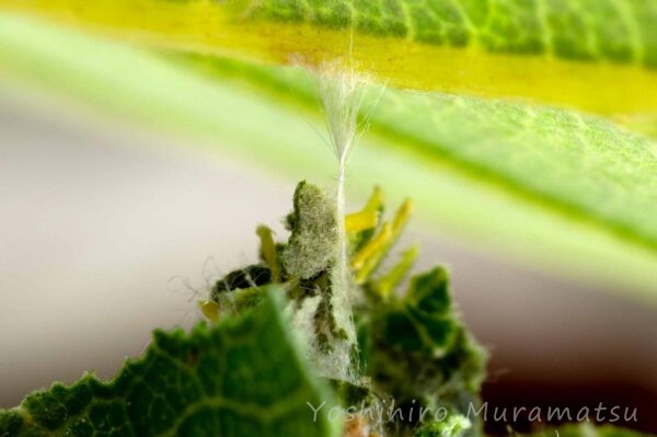 ニトベミノガ | 虫の写真と生態なら昆虫写真図鑑「ムシミル」