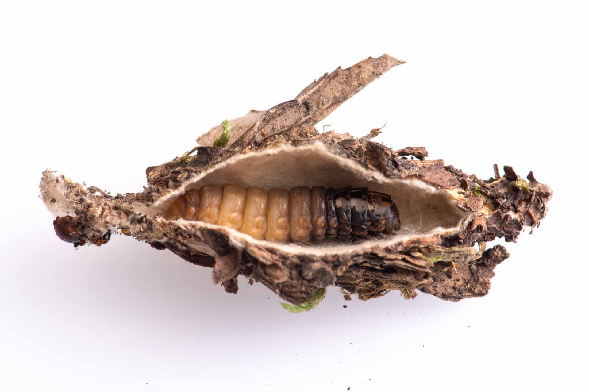 ニトベミノガ | 虫の写真と生態なら昆虫写真図鑑「ムシミル」