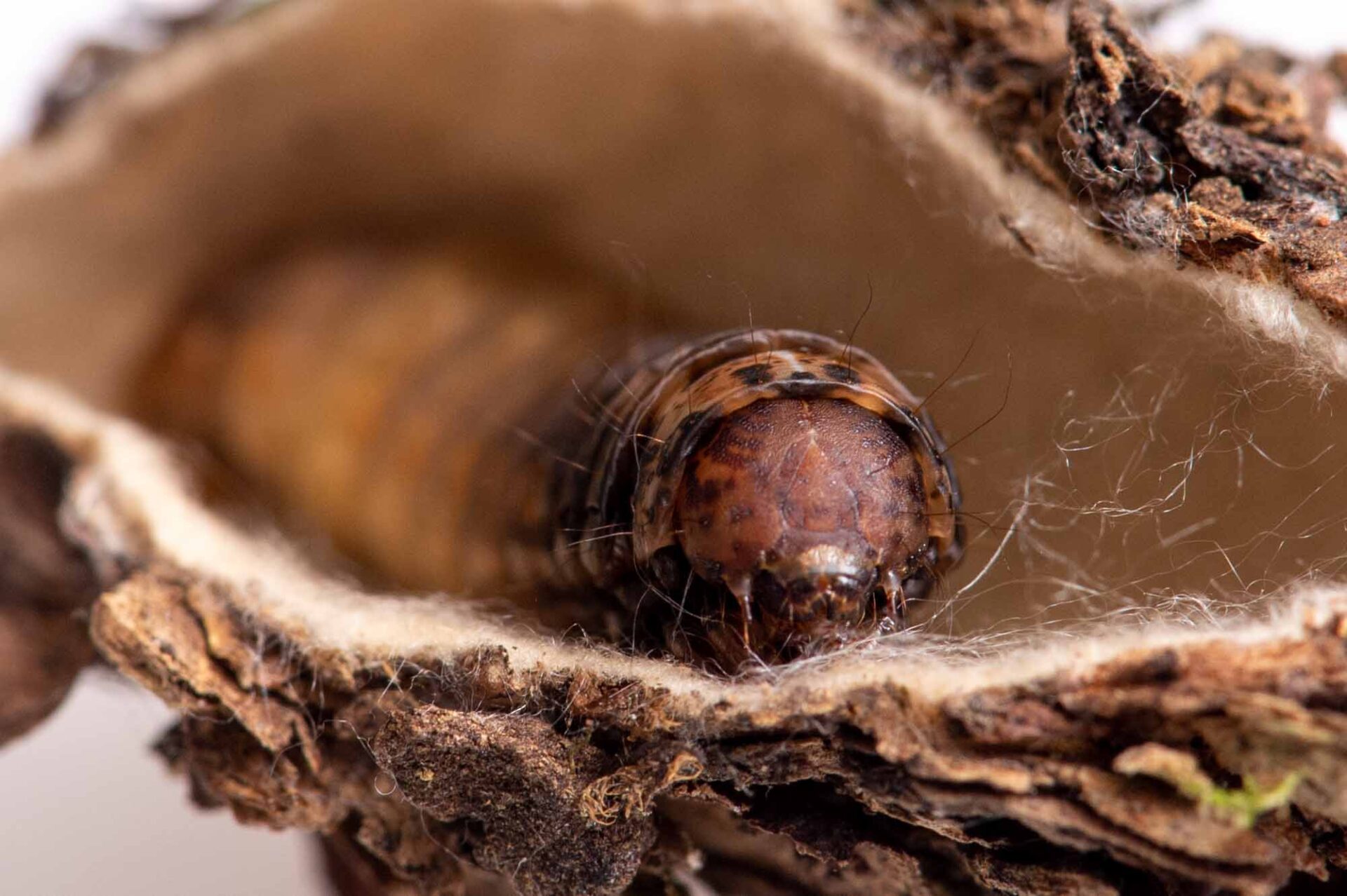ニトベミノガ | 虫の写真と生態なら昆虫写真図鑑「ムシミル」