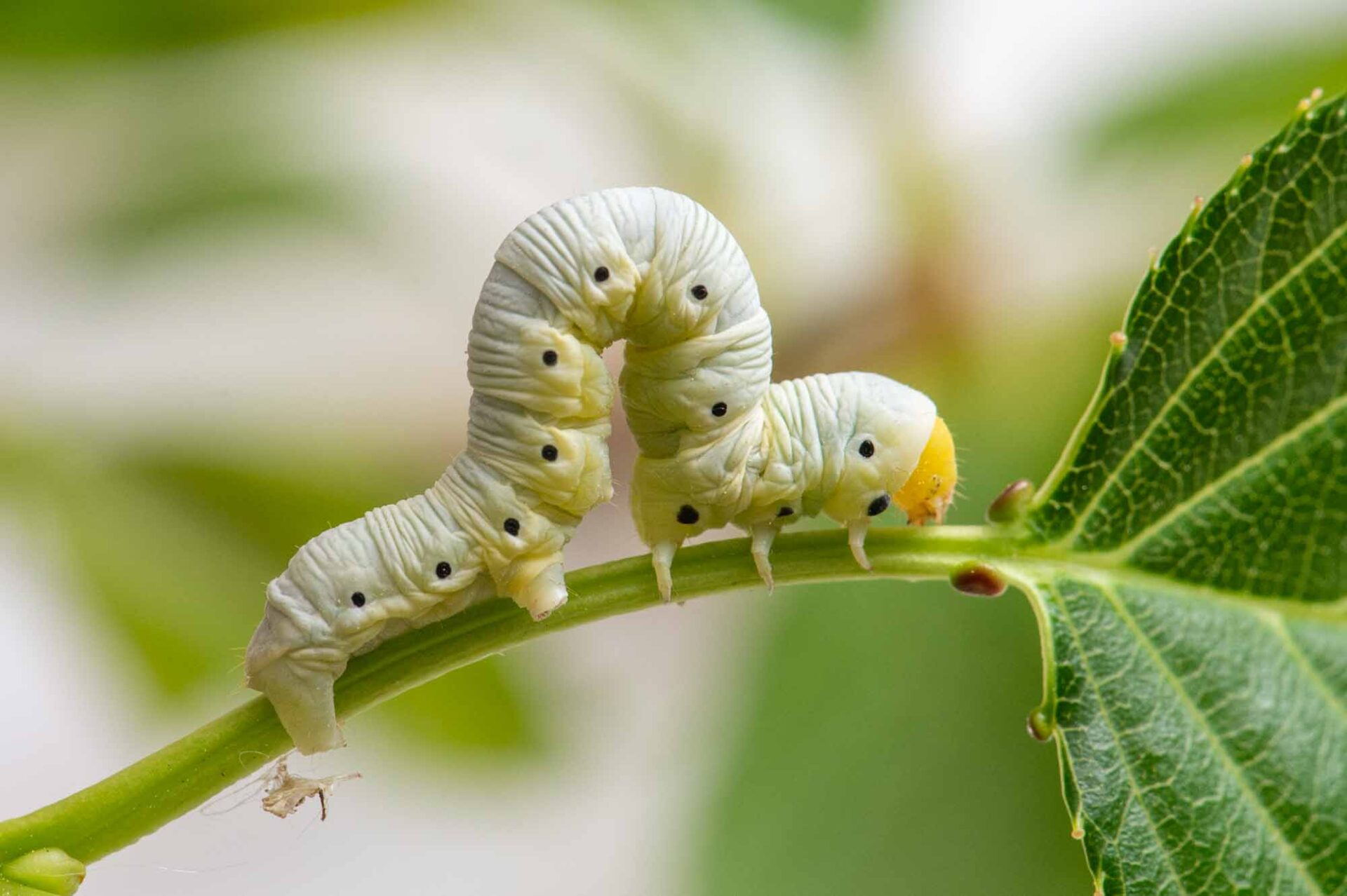 ニトベエダシャク（幼虫・成虫） | 虫の写真と生態なら昆虫写真図鑑「ムシミル」