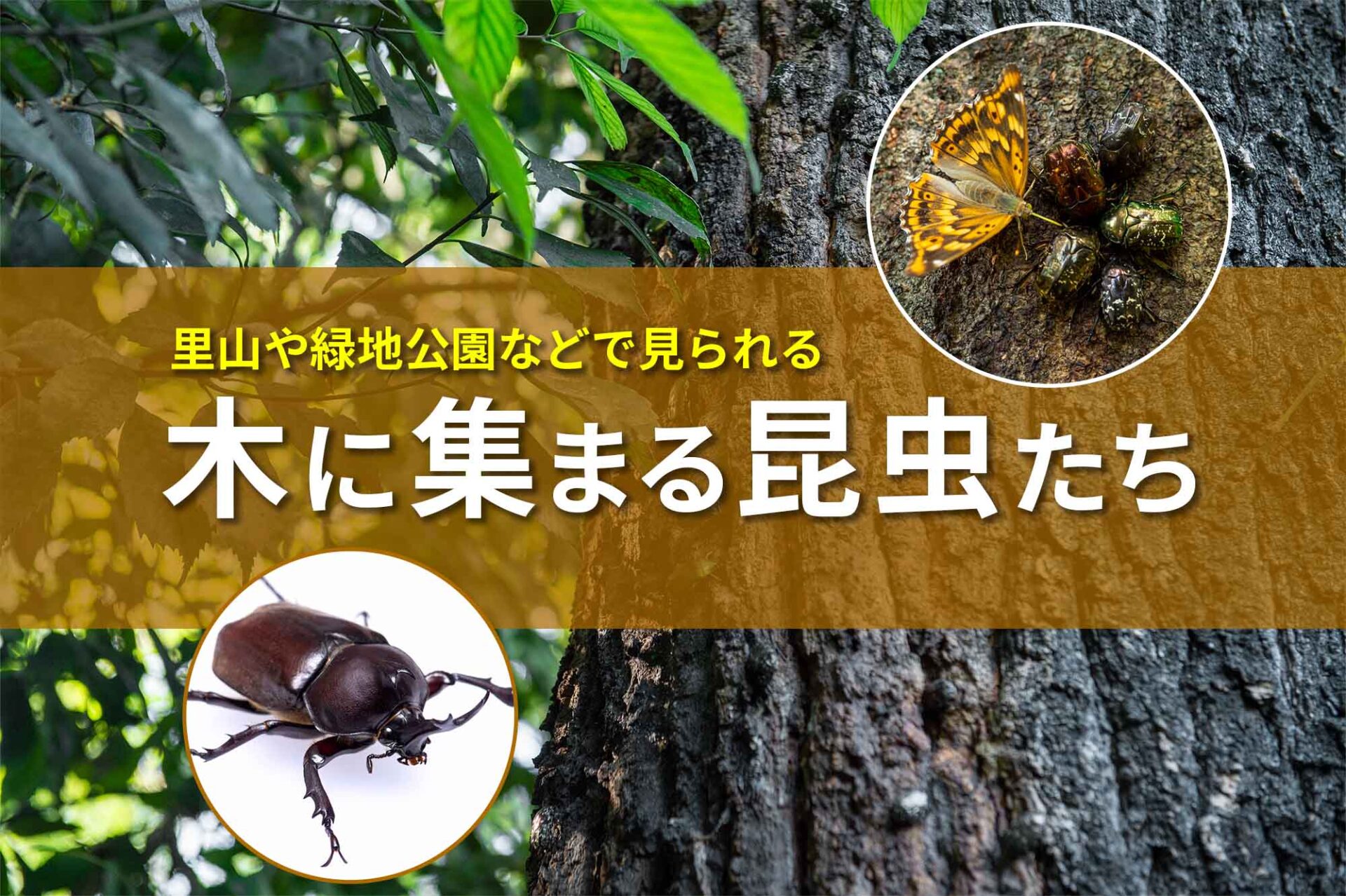 木 に いる 虫 | 木の家に発生しやすい虫の種類や被害、その対策について – UYPVGB