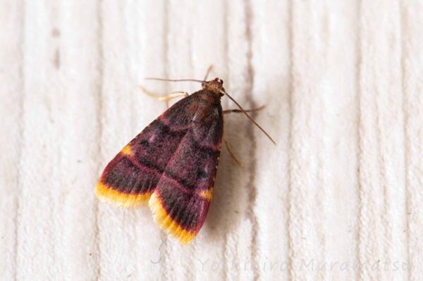 メイガ科まとめ 螟蛾図鑑 | 昆虫写真図鑑 ムシミル