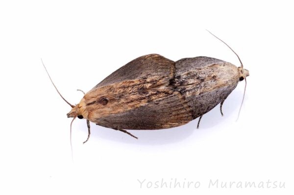 メイガ科まとめ 螟蛾図鑑 | 昆虫写真図鑑 ムシミル