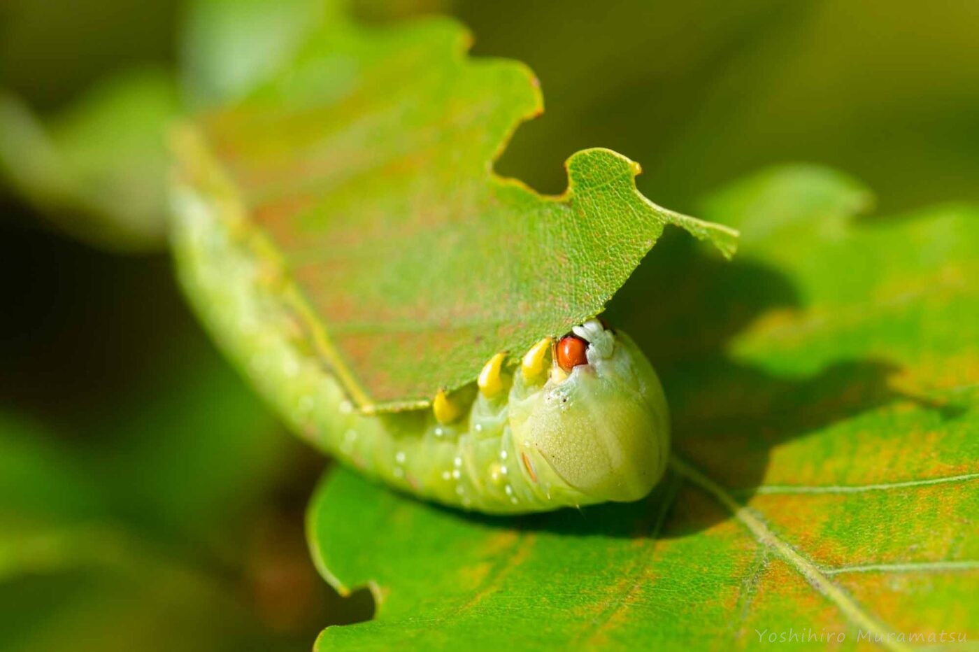 セダカシャチホコの幼虫の画像