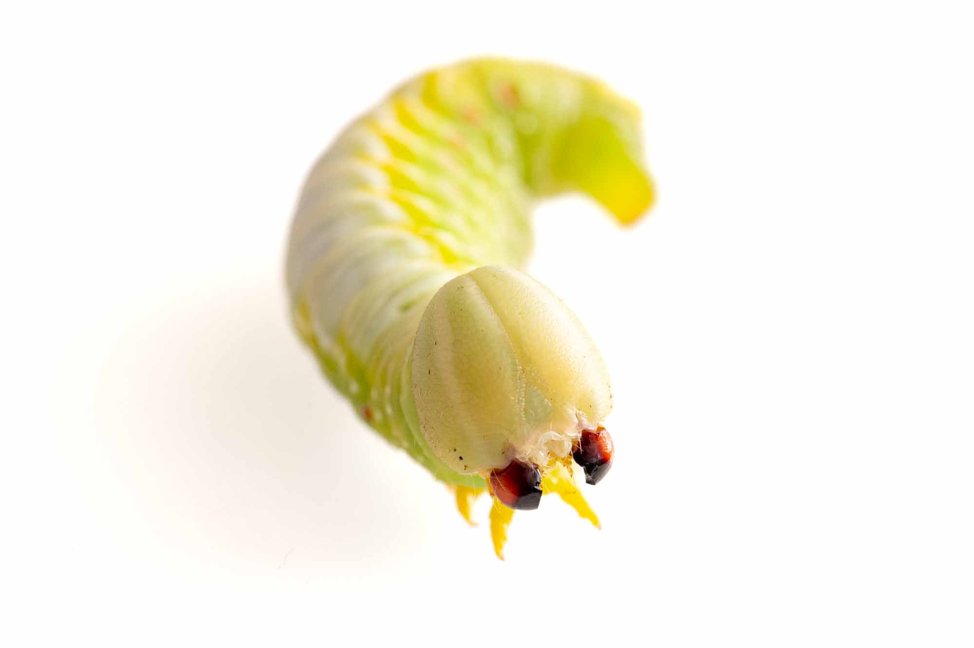 セダカシャチホコの幼虫の画像