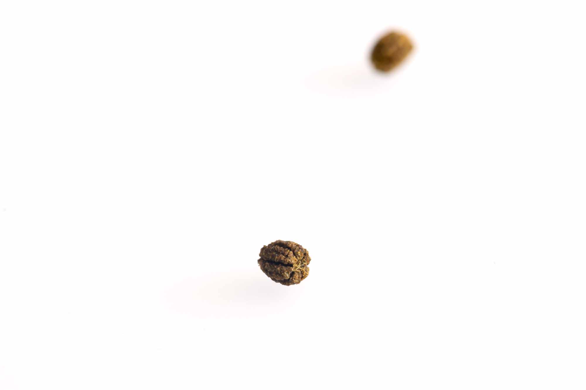 セダカシャチホコの幼虫の糞画像