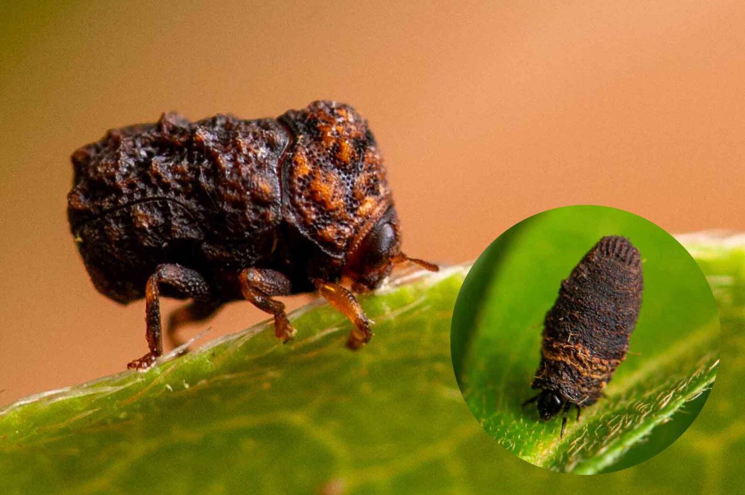 ハムシ科 | 虫の写真と生態なら昆虫写真図鑑「ムシミル」