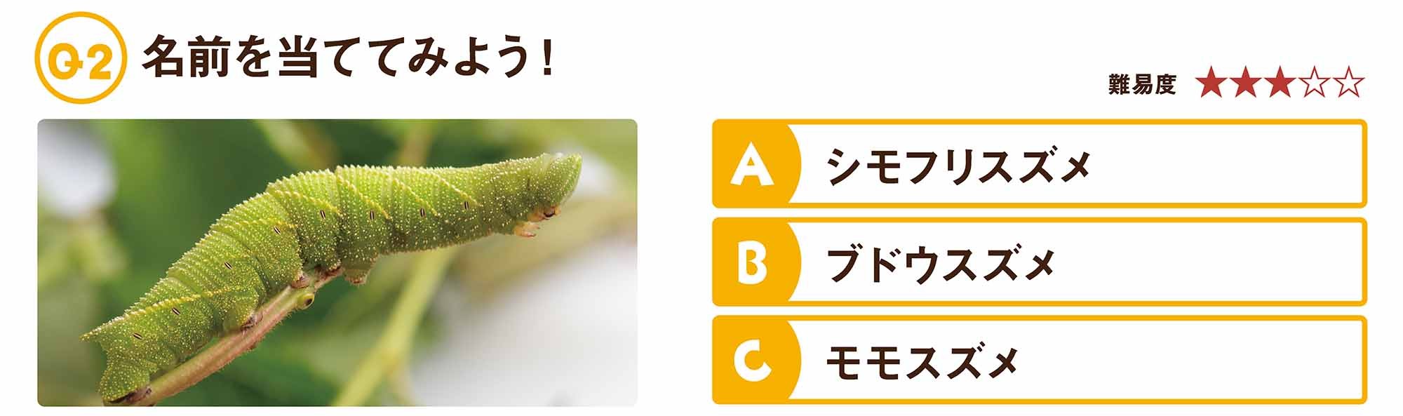 ムシミルクイズ35号Q2画像