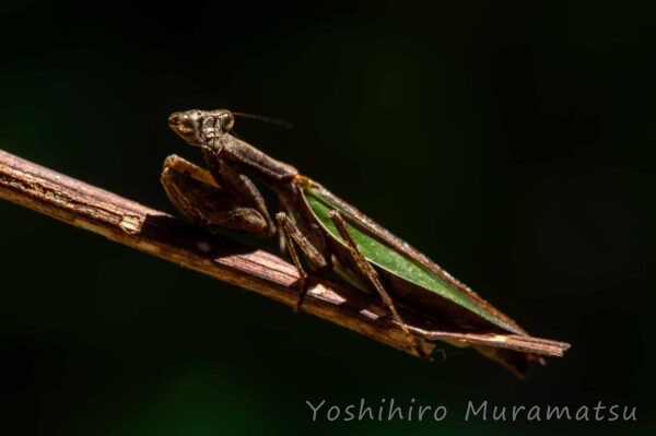 ヒメカマキリの写真