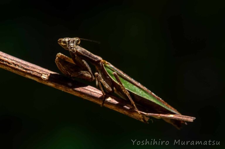 ヒメカマキリの写真