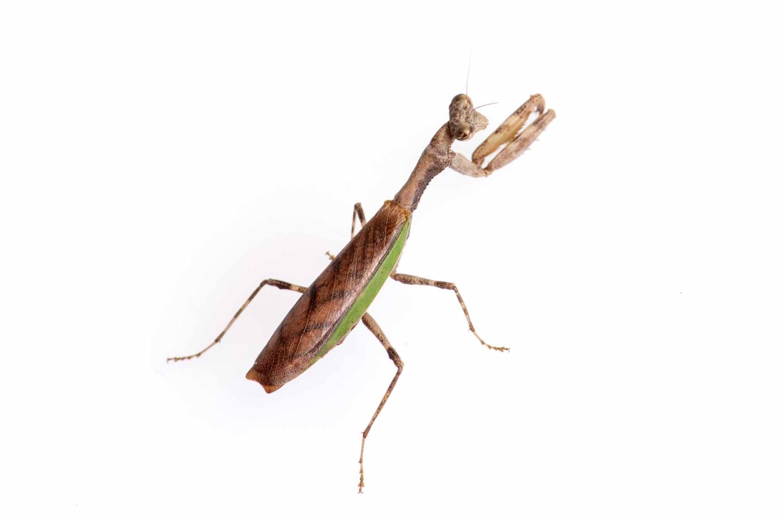 ヒメカマキリの特徴や見分け方 | 虫の写真と生態なら昆虫写真図鑑「ムシミル」
