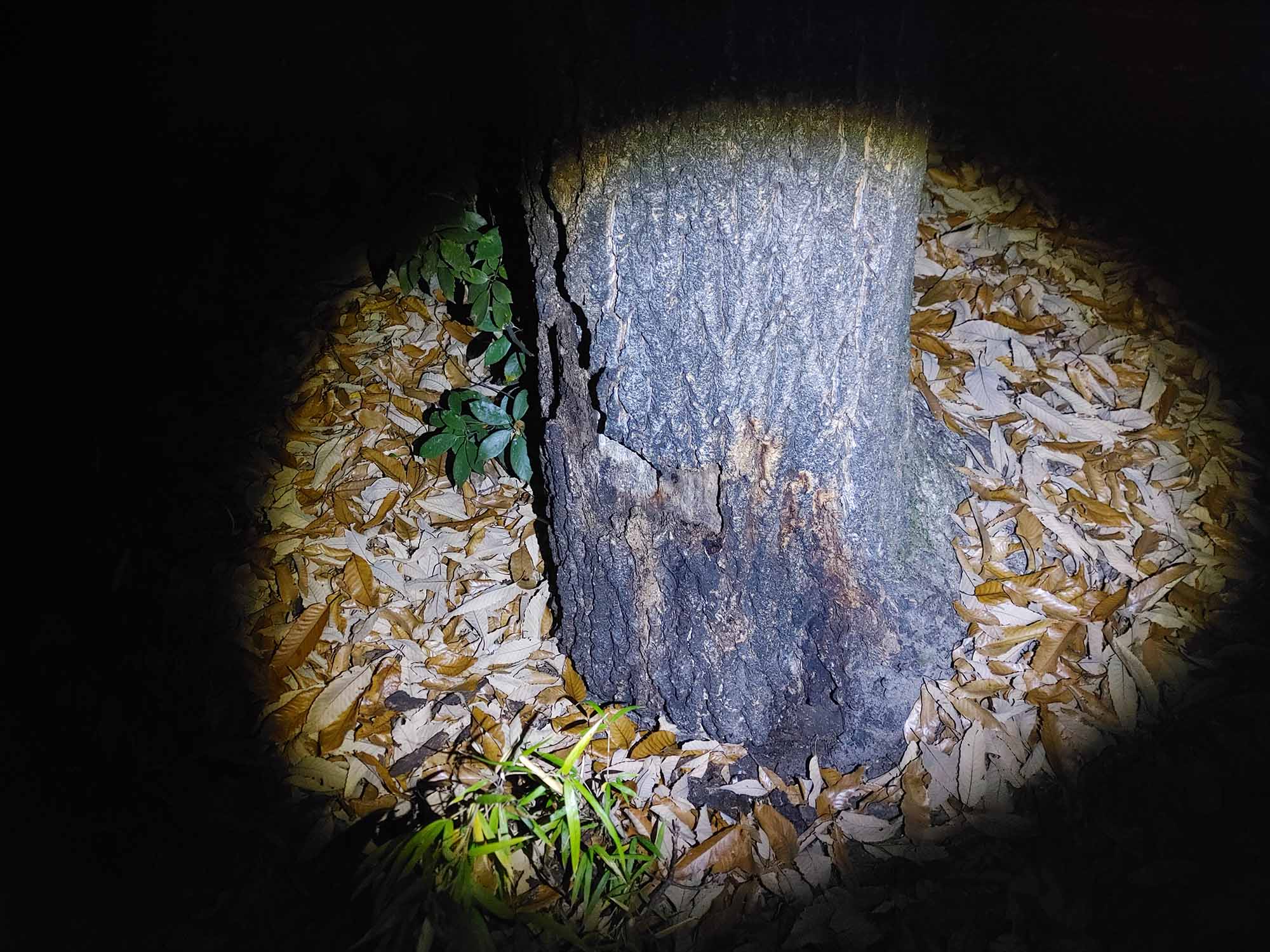 公園の樹液の写真