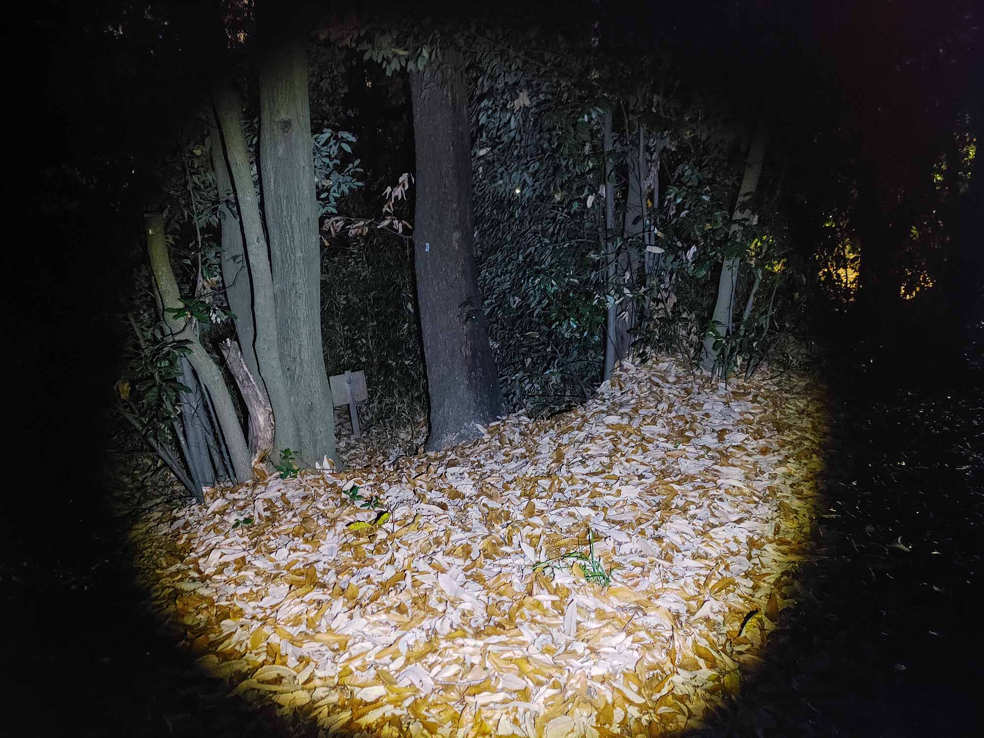 公園の樹液の写真