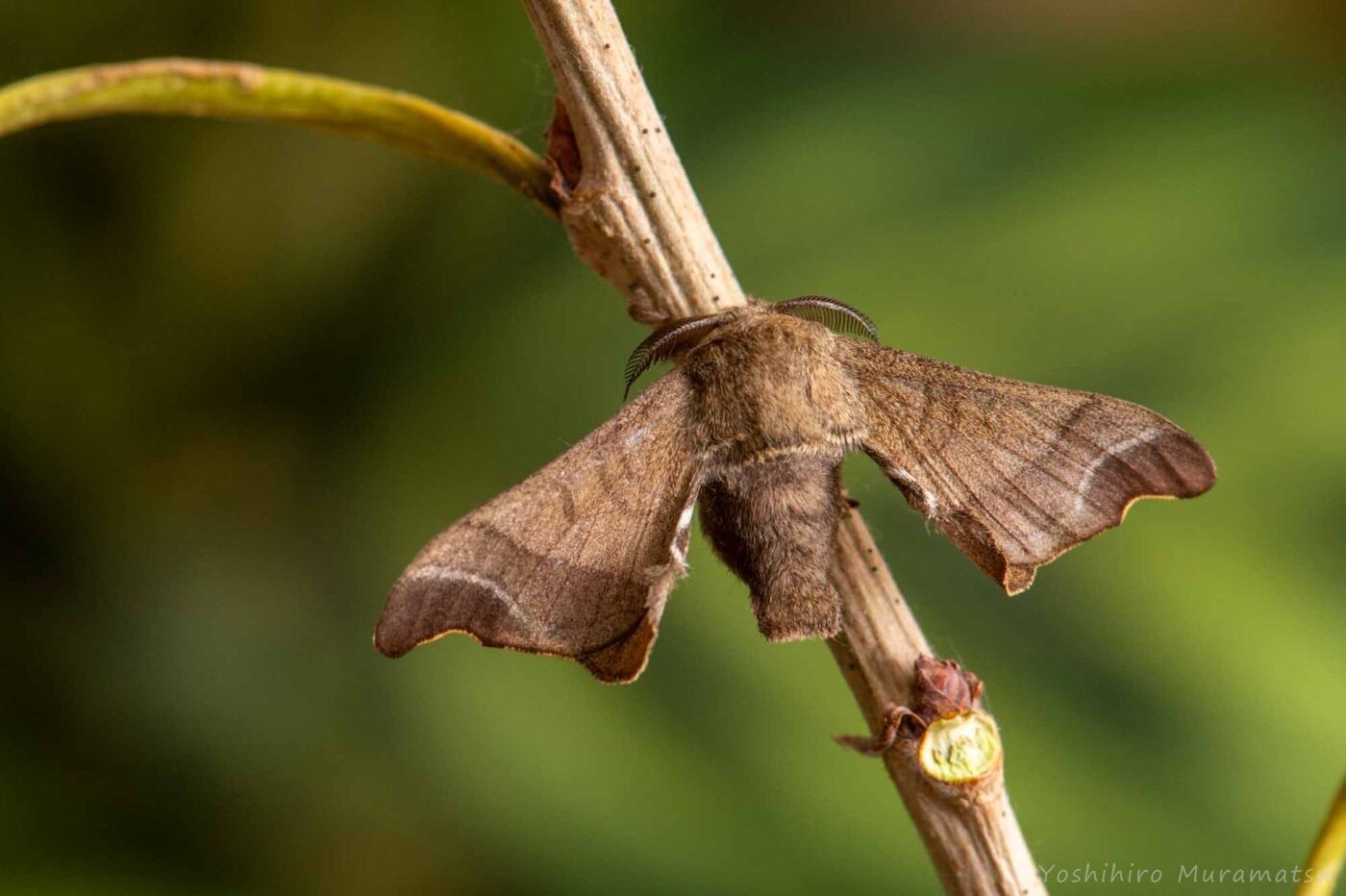 クワコ(クワゴ) | 虫の写真と生態なら昆虫写真図鑑「ムシミル」