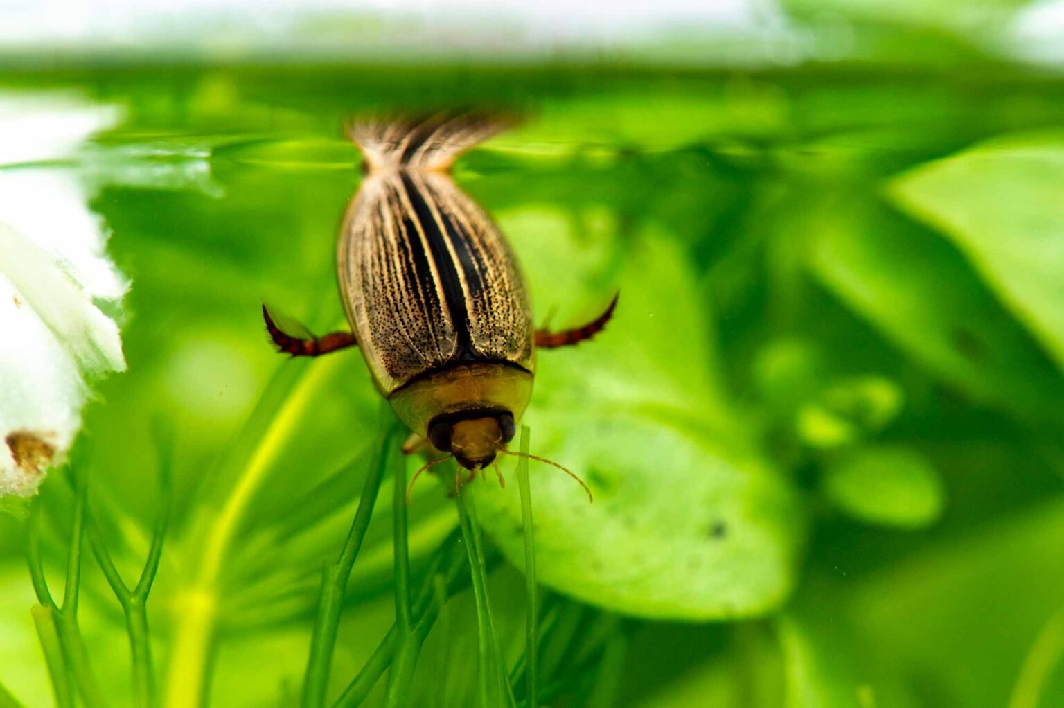 クワコ(クワゴ) | 虫の写真と生態なら昆虫写真図鑑「ムシミル」