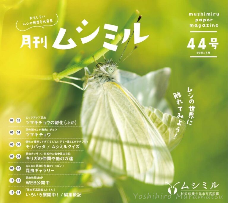 月刊ムシミル44号バナー