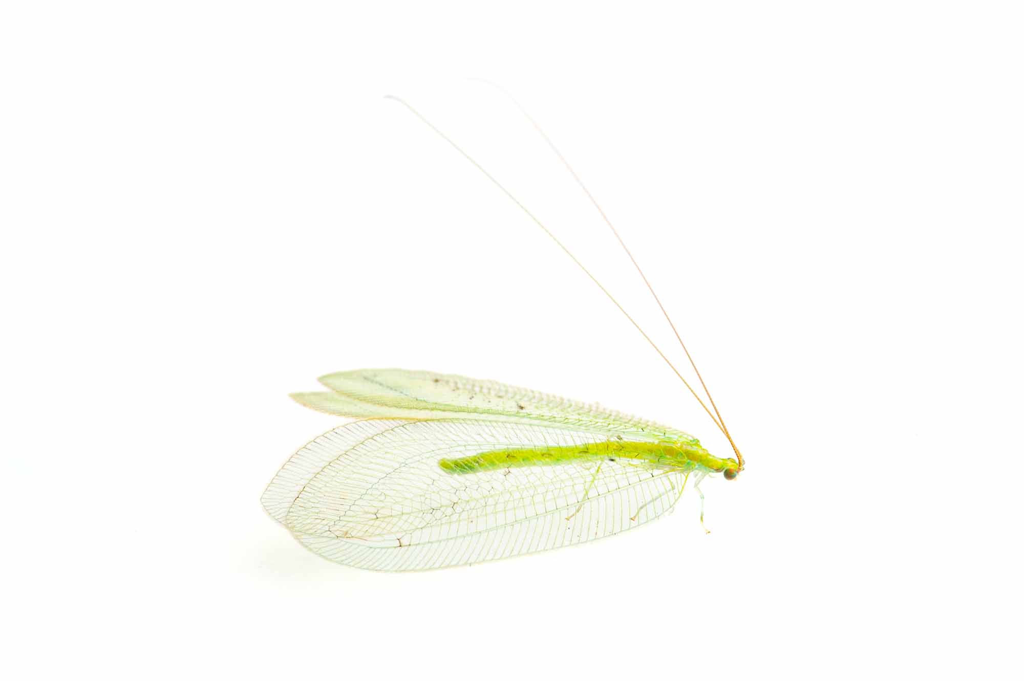 アミメクサカゲロウの写真