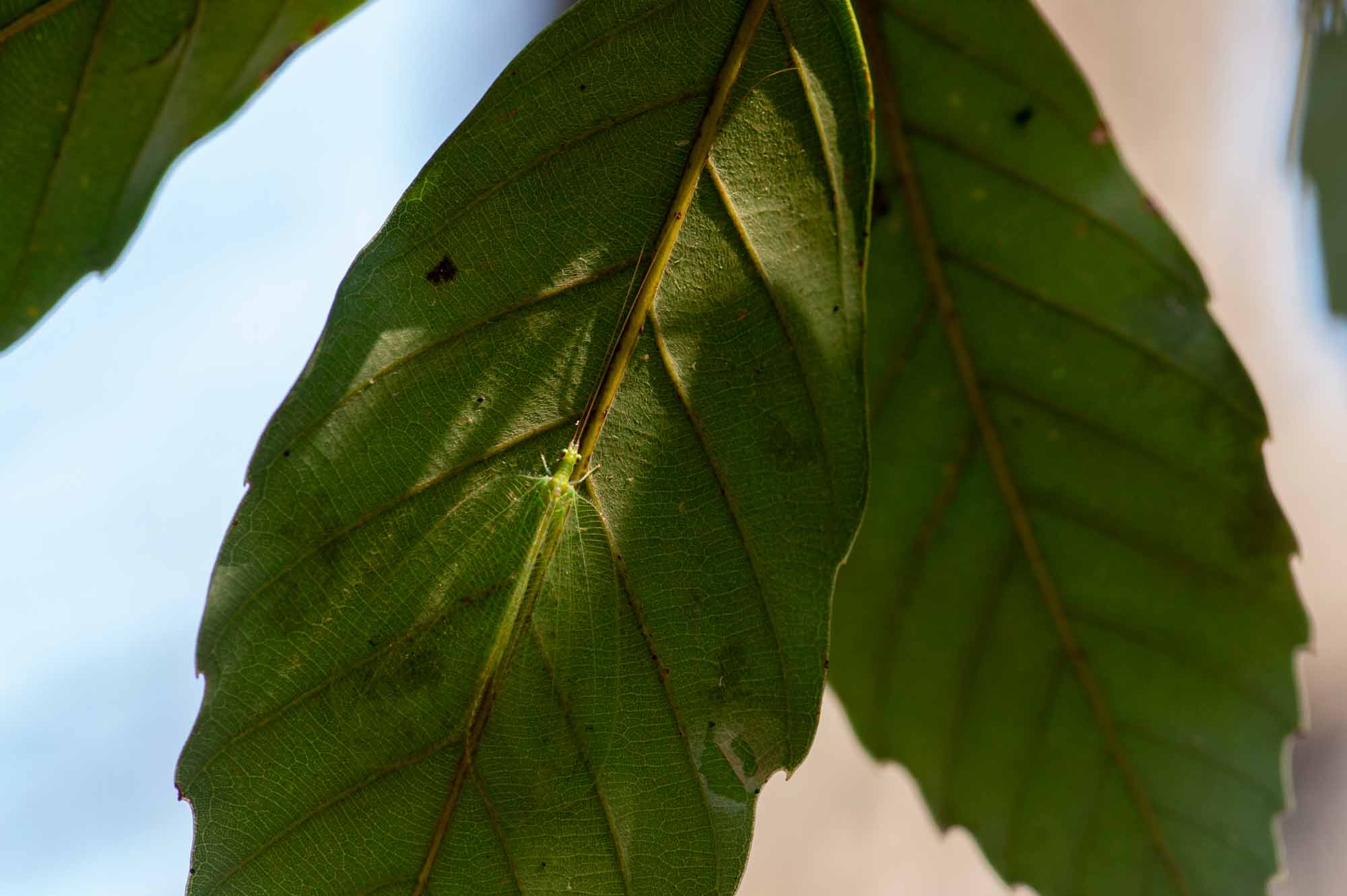 アミメクサカゲロウの写真
