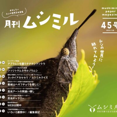 月刊ムシミル45号バナー画像