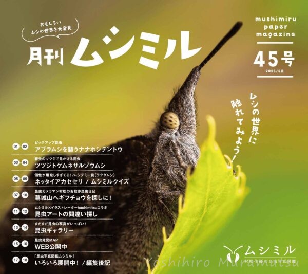 月刊ムシミル45号バナー画像