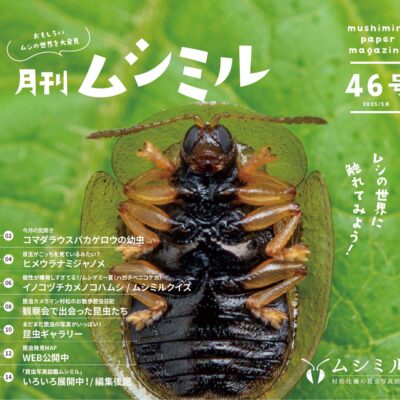 月刊ムシミル46号バナー画像