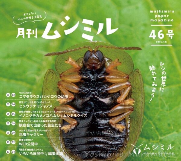 月刊ムシミル46号バナー画像