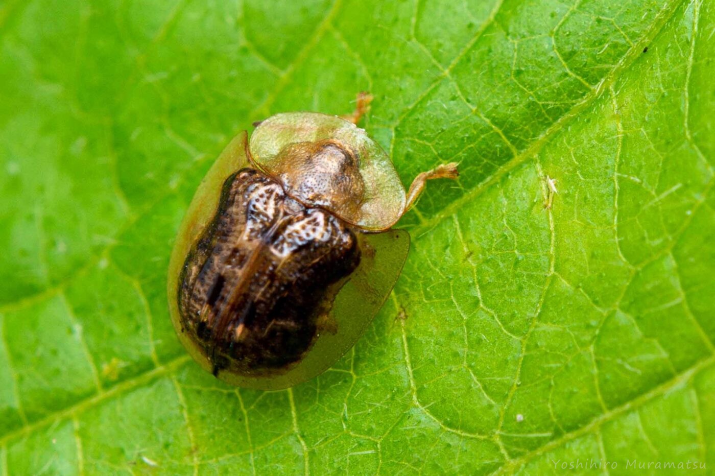 ハムシ科 | 虫の写真と生態なら昆虫写真図鑑「ムシミル」