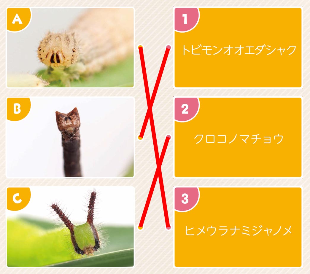 46号クイズ解答画像