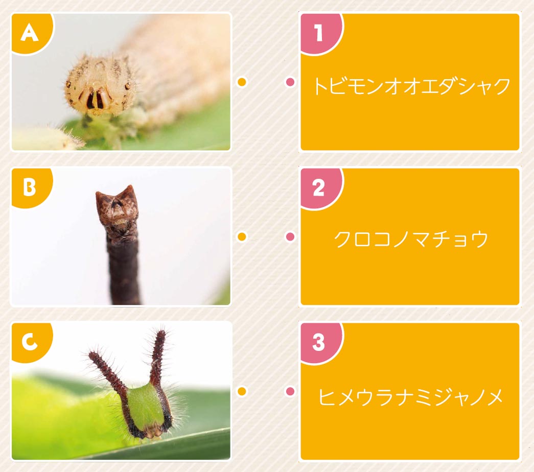 46号クイズ画像