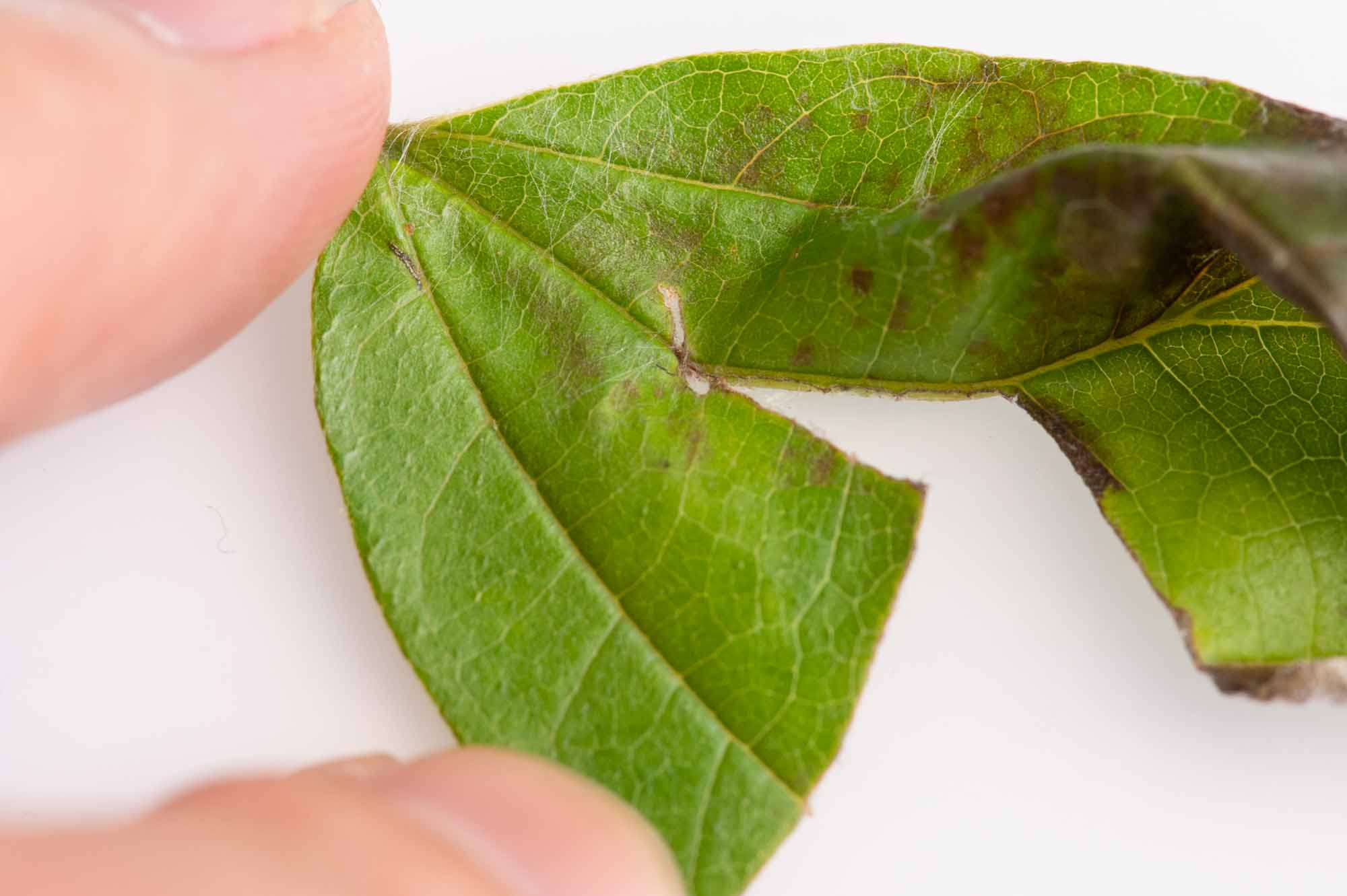 ヒメゴマダラオトシブミの写真