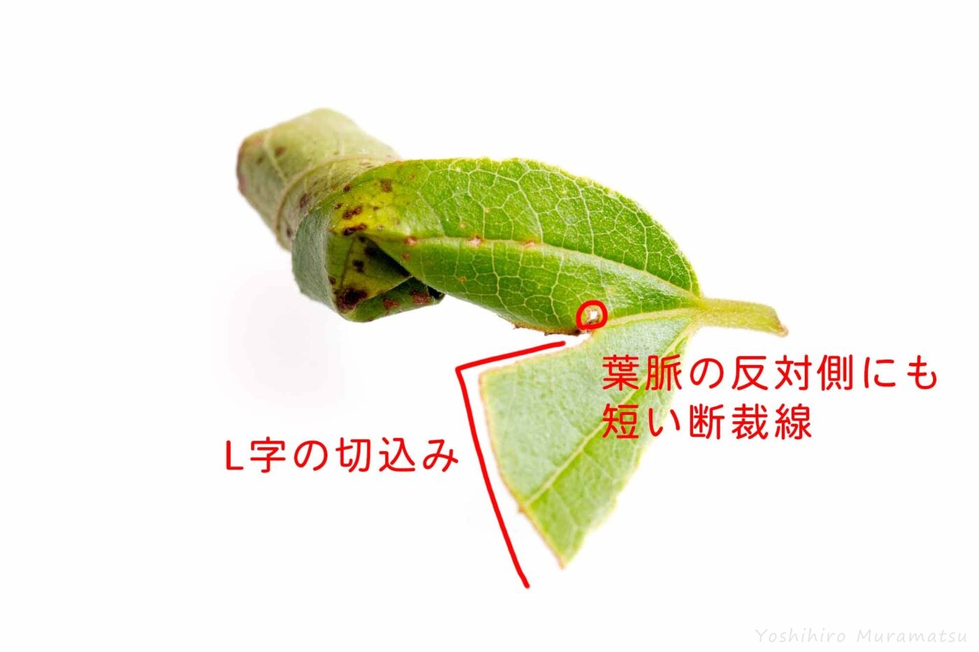 ヒメゴマダラオトシブミの揺籃の図の画像