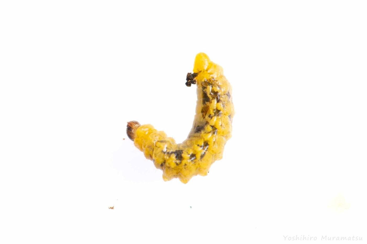 ヒメゴマダラオトシブミの写真