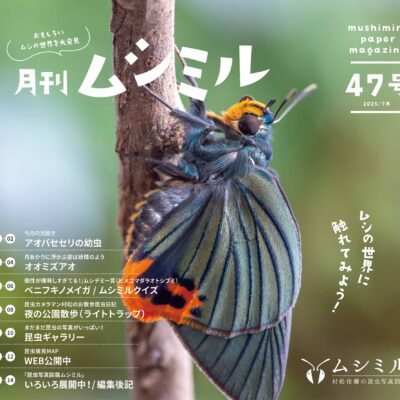 月刊ムシミル47号バナー画像
