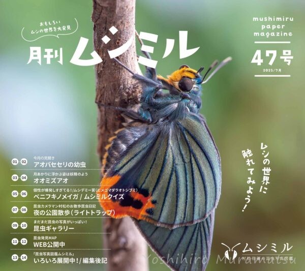 月刊ムシミル47号バナー画像