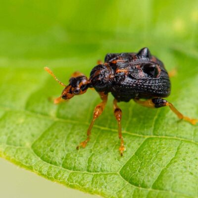 ヒメゴマダラオトシブミの写真