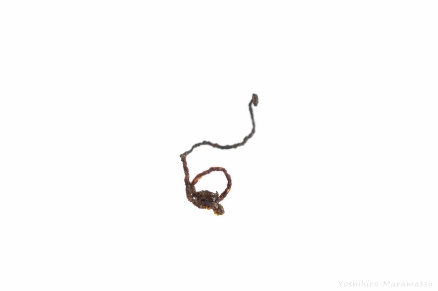 ヒメゴマダラオトシブミの幼虫のフンの画像