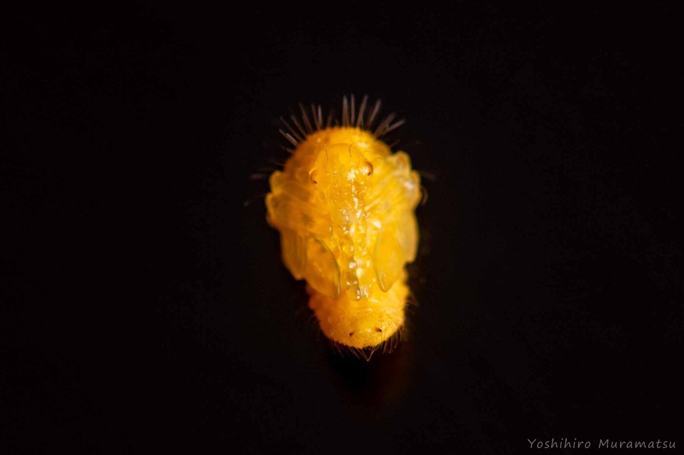 ヒメゴマダラオトシブミの写真