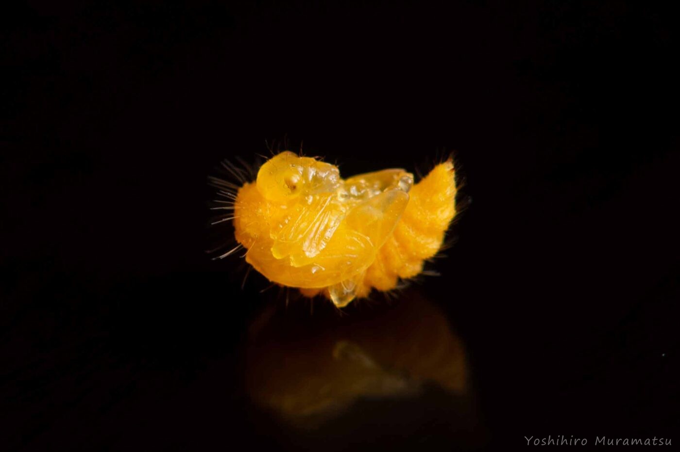 ヒメゴマダラオトシブミの写真