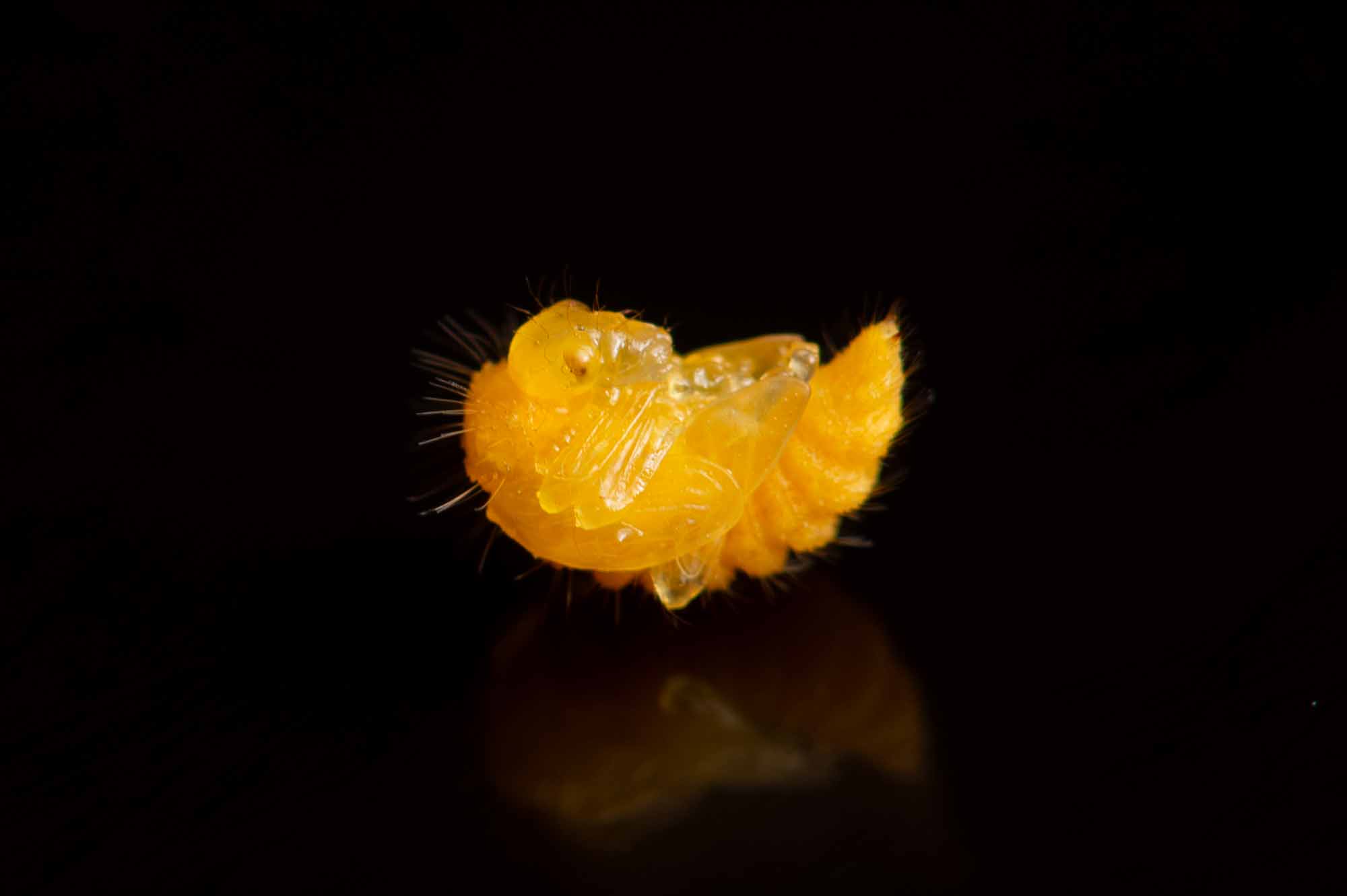ヒメゴマダラオトシブミの写真