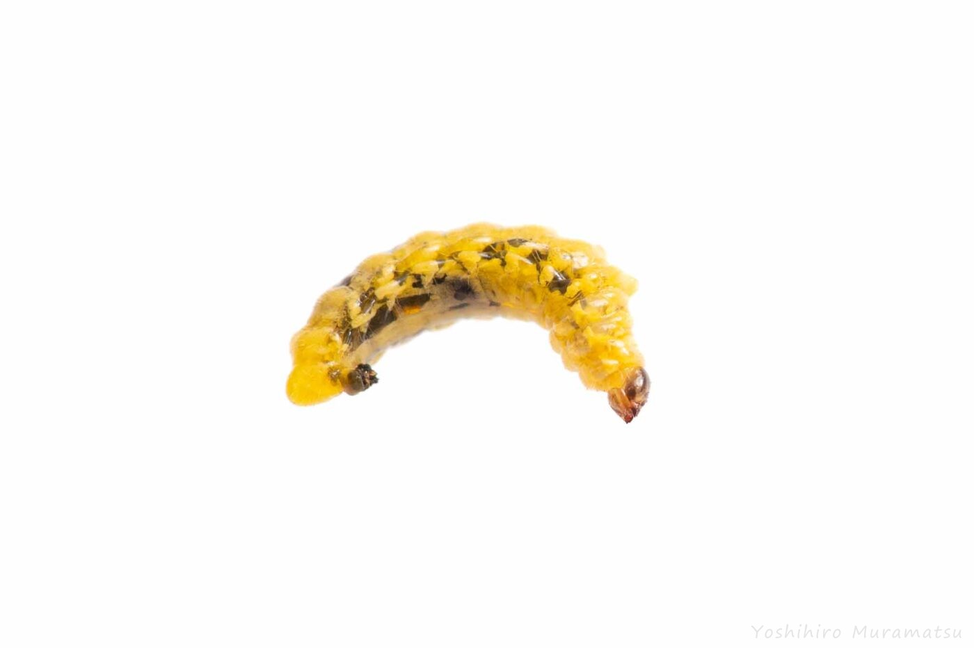 ヒメゴマダラオトシブミの写真