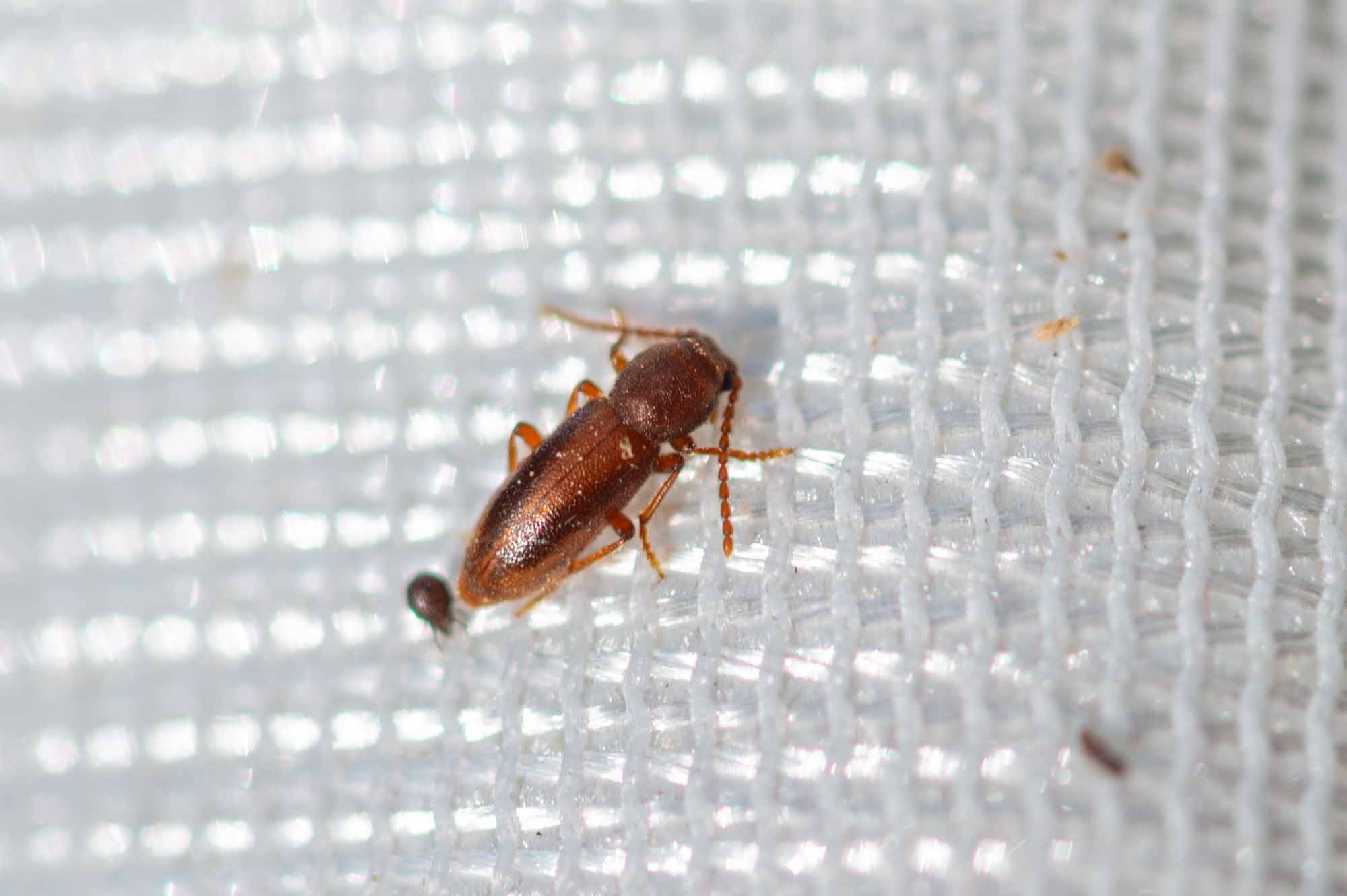 ハネナシナガクチキの写真