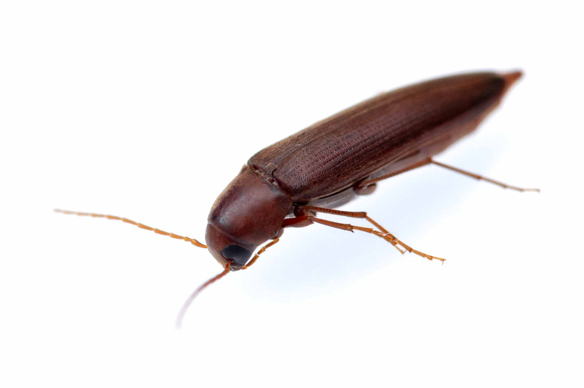 キイロホソナガクチキの写真