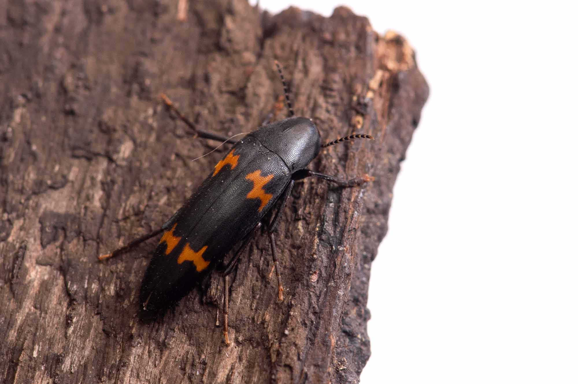 ナガクチキムシ科まとめ 長朽木虫図鑑 | 昆虫写真図鑑 ムシミル