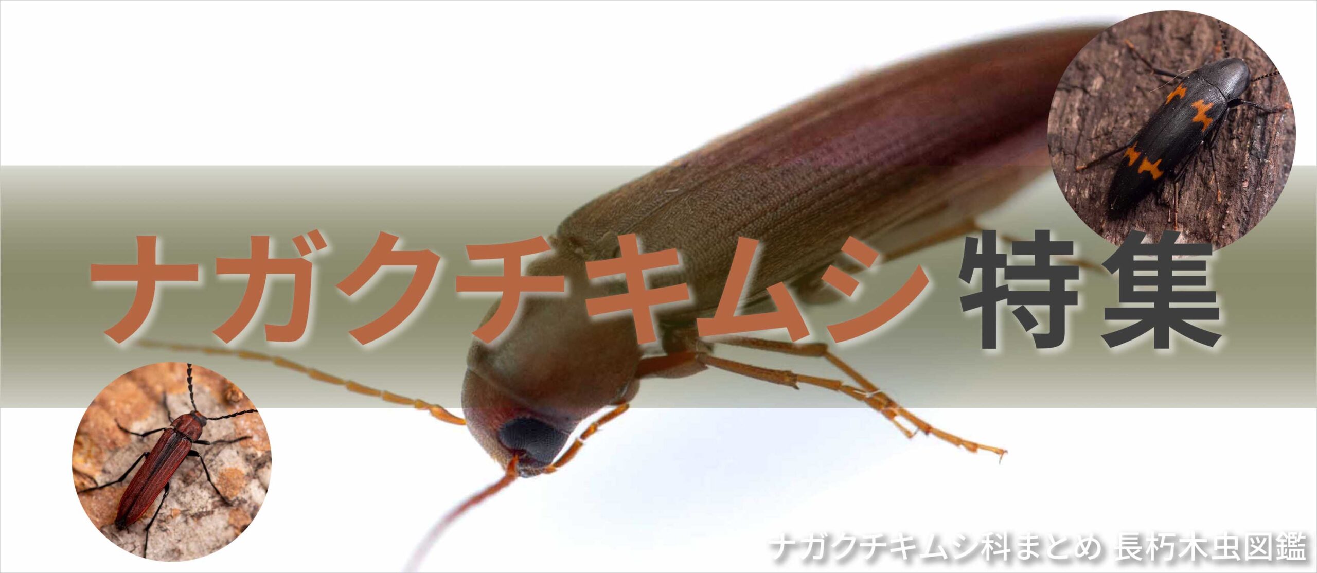 ナガクチキムシ科バナー画像