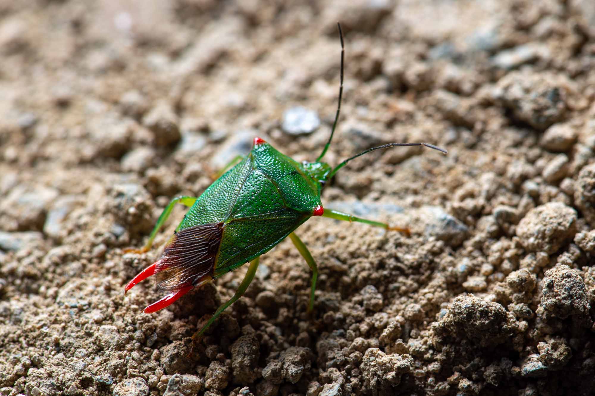ハサミツノカメムシの写真