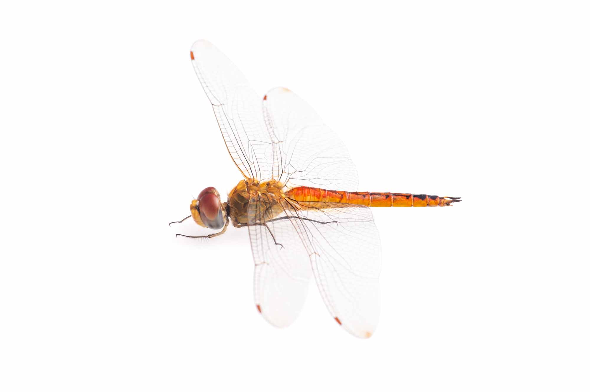 ウスバキトンボのオスの写真