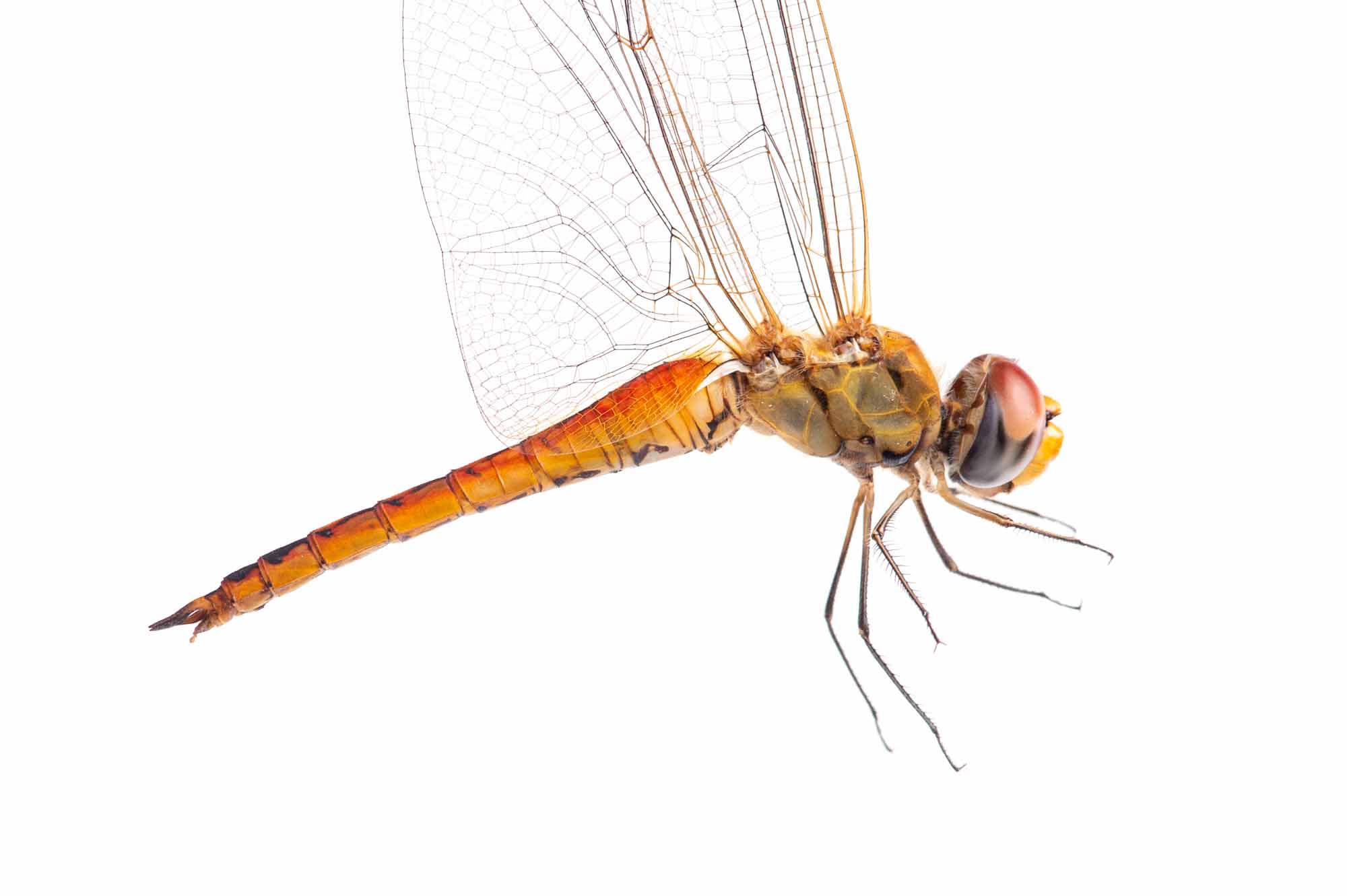 ウスバキトンボのオスの写真