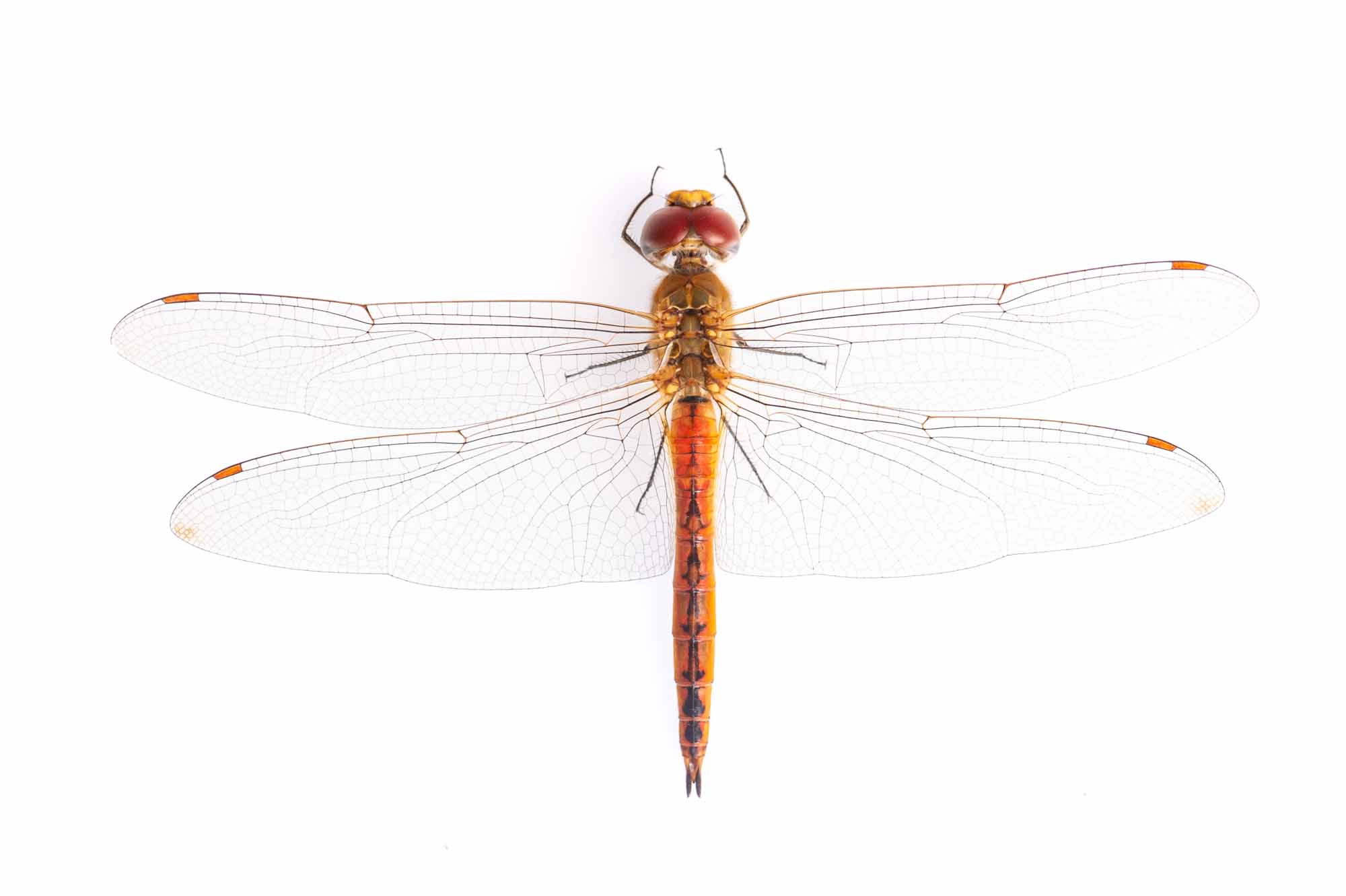 ウスバキトンボのオスの写真